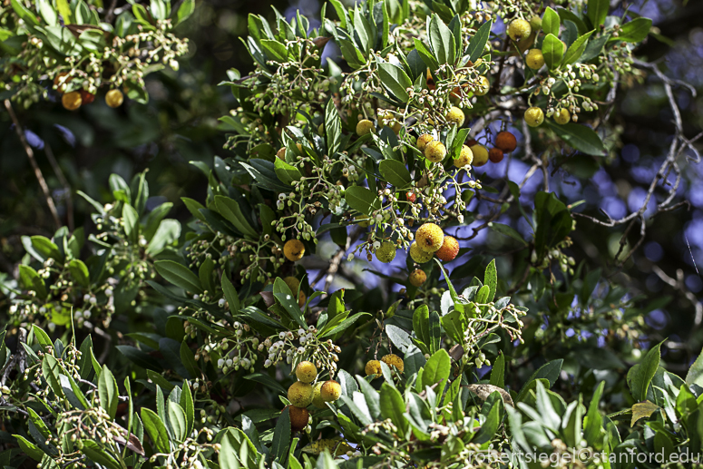 strawberry tree